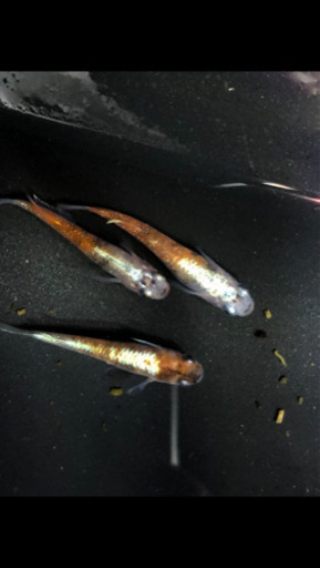 メダカ　菊間メダカさん直系菊銀紅玉　稚魚・若魚8匹