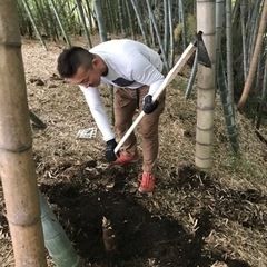 綾瀬市　竹藪　開墾手伝ってくれる方募集 - 綾瀬市