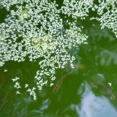 浮草【無料】の画像