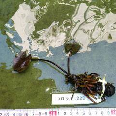温帯睡蓮：コロラドのバルブ単品：22Dの画像
