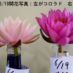 温帯睡蓮：コロラドのバルブ単品：22Dの画像