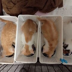 4兄妹の茶白弟（ごはんを食べている写真の左から2番目）