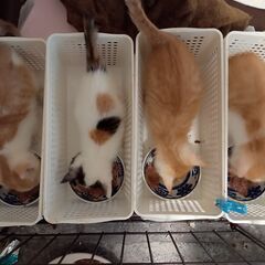 4兄妹の茶トラ妹（ごはんを食べている写真の右から2番目）