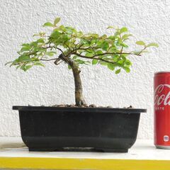 小品盆栽サルスベリ