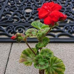 赤のゼラニウム 挿し木枝 差し上げます♪