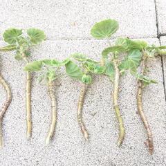 赤のゼラニウム 挿し木枝 差し上げます♪の画像