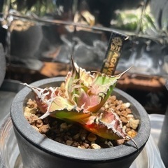 破格‼︎ 植物引退セットセット　※植物なしです。の画像