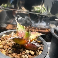 破格‼︎ 植物引退セットセット　※植物なしです。の画像