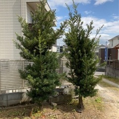 木の伐採