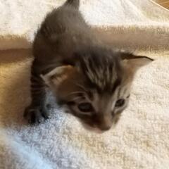 キジトラの子猫 生後3週間 里親募集 ②