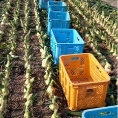 追加募集一箱！　新玉ねぎ　佐賀　白石産　5キロ　