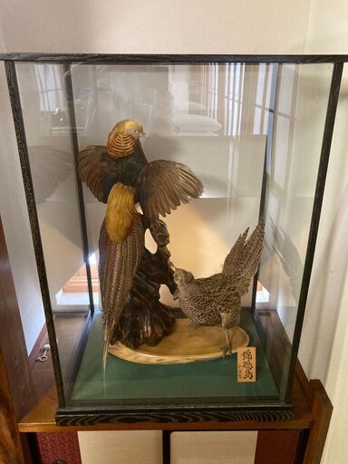 ＜珍しい一品＞錦鶏鳥(中国産)のはく製 [ガラスケース入り]
