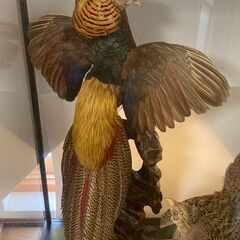 ＜珍しい一品＞錦鶏鳥(中国産)のはく製 [ガラスケース入り]の画像