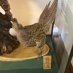 ＜珍しい一品＞錦鶏鳥(中国産)のはく製 [ガラスケース入り]の画像