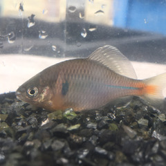 🐠白迦(ハッカ)タナゴ  1ペア  