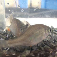 🐠白迦(ハッカ)タナゴ  1ペア  の画像