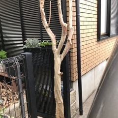 オリーブの枯れ木