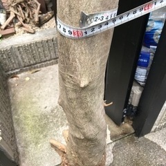 オリーブの枯れ木の画像