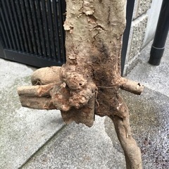 オリーブの枯れ木の画像