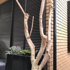 オリーブの枯れ木の画像