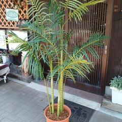 フェイク観葉植物❤️1