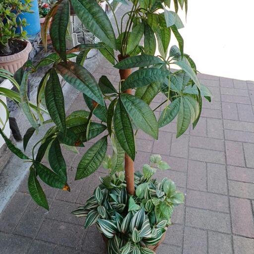 フェイク観葉植物❤️2決まりました。