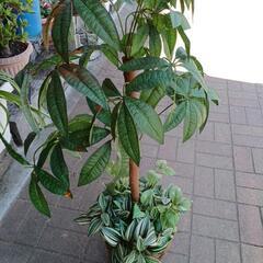 フェイク観葉植物❤️2決まりました。