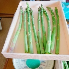 アスパラの画像
