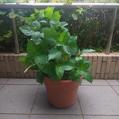 アジサイ鉢植え （花色不明)