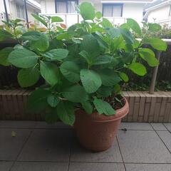 アジサイ鉢植え （花色不明）