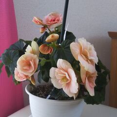【🌺エラチオールベゴニア(バラ咲き)・ボリアス(ピンク複色)　5...