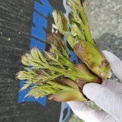 天然。たらの芽。どうでしょう。3