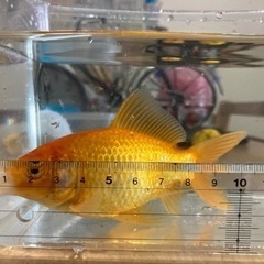 金魚　無償でお譲りします！の画像