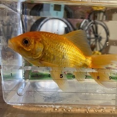 金魚　無償でお譲りします！の画像