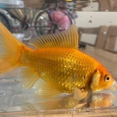 金魚　無償でお譲りします！の画像