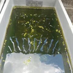 発泡スチロールの画像