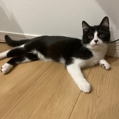 マンチカン男の子　5ヶ月　ブラック&ホワイト