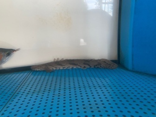 Wild エンドリケリー　3匹セット