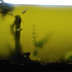 メダカの稚魚を交換してください。　水草も欲しいです。
