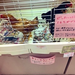 ニワトリの餌　ニワトリ飼育に関する物、知識教えて下さい