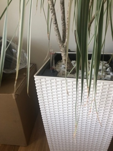 大型観葉植物　ドラセナ(150-160cm)