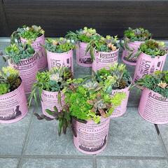 ⭐多肉寄せ植え⭐ペイント缶お安く