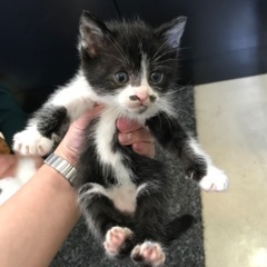 とっても可愛い　人懐こい子猫　兄妹　生後1か月
