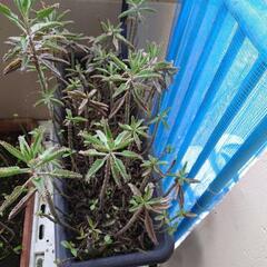 【お取引中】観葉植物とプランターの画像