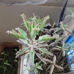 【お取引中】観葉植物とプランターの画像