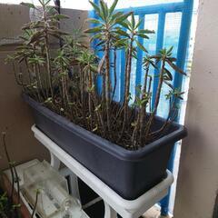 【お取引中】観葉植物とプランターの画像