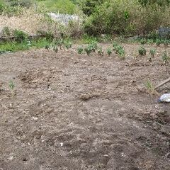 名取市高館の畑 資材置場用土地