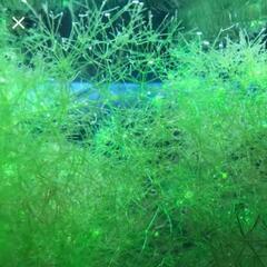 ☆ありがとうございましたm(__)mお取り置き中になりました‼️ニテラの画像