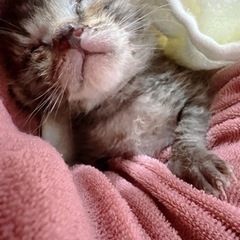 里親募集をしています。子猫を可愛がって下さる方