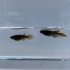 めだか 初めてセット（サタン、エビ、ラムズ、餌、水草、PSB、飼...